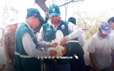 Piura: Descartan gripe aviar en aves de corral