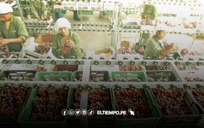 Uvas peruanas se abren paso en el mercado japonés