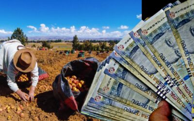 Bono Agrario S/ 389 y S/ 745, LINK y página oficial: Cobra HOY con tu DNI el Bono Wanuchay 2022 y FertiAbono