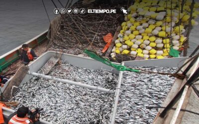 Alertan crisis por mínima cuota de la anchoveta