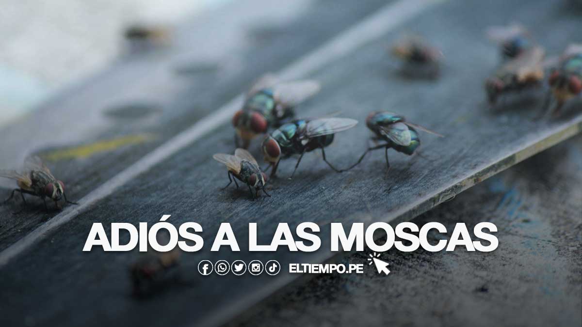 moscas