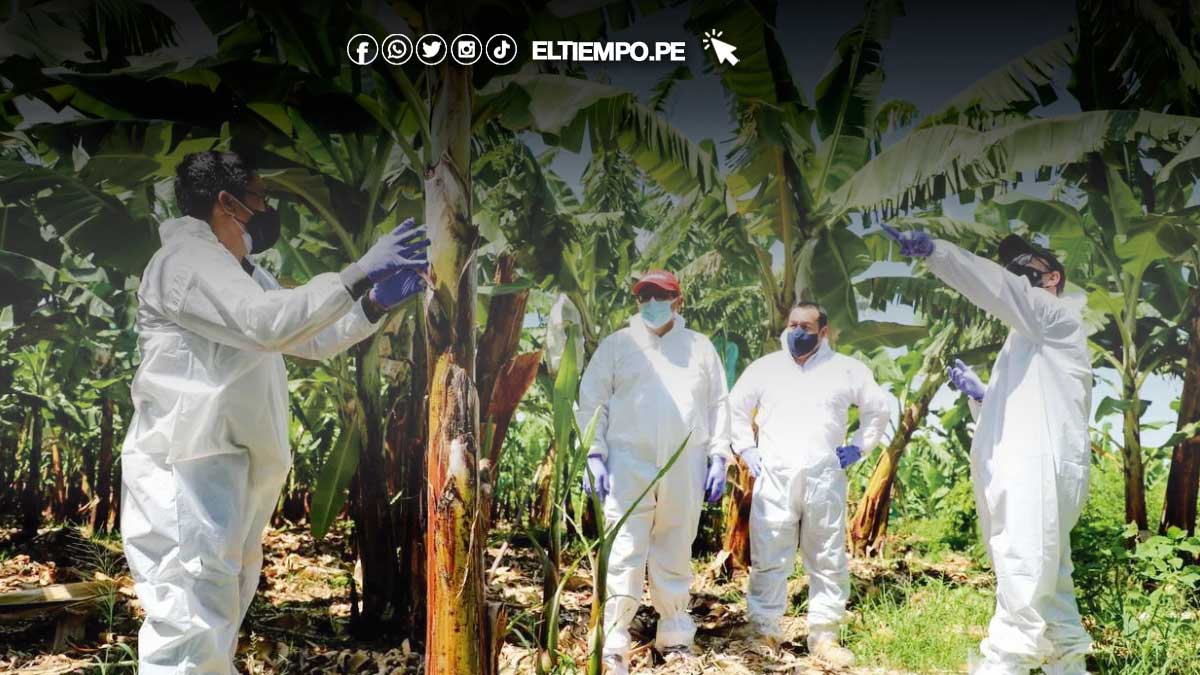 plagas-agricultura-piura