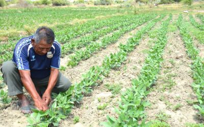 La reforma agraria fue un engaño