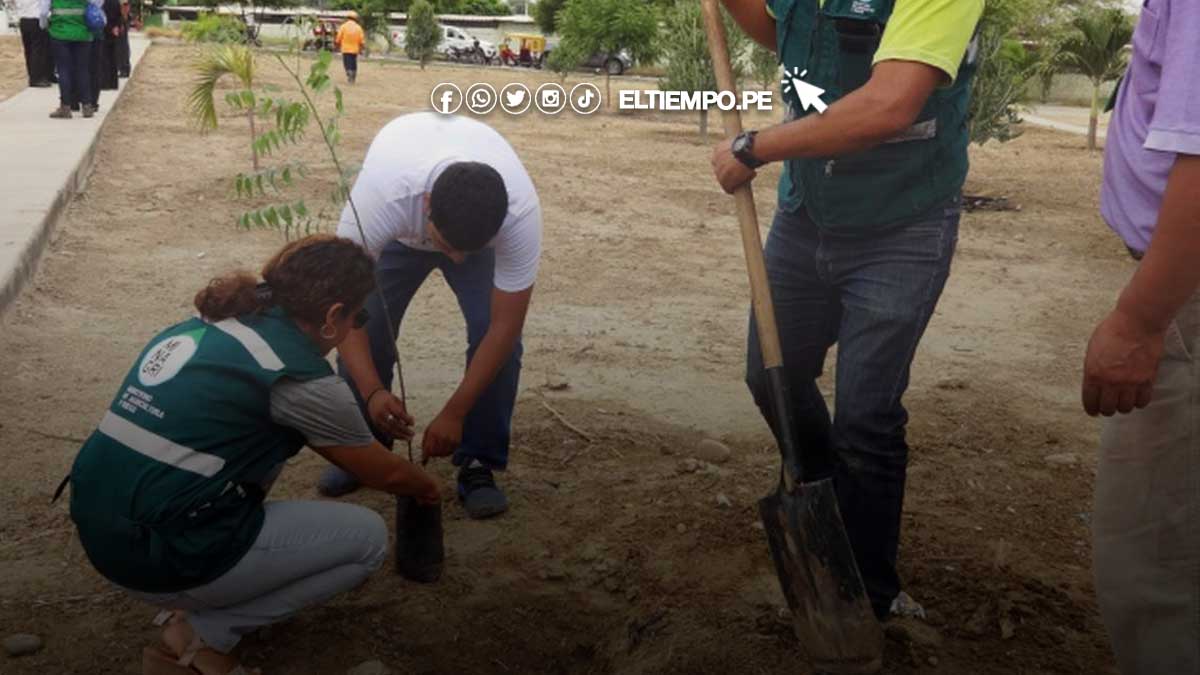 sembrar-arboles-tras-las-lluvias