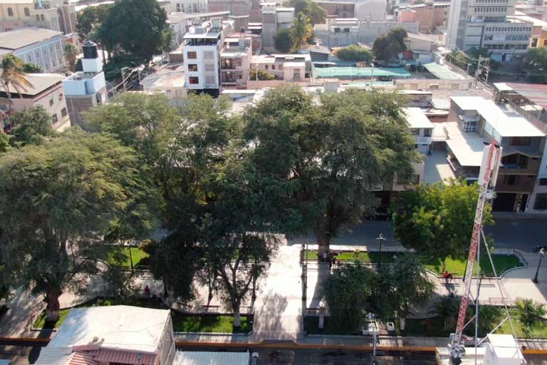 Piura,árboles patrimoniales