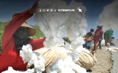 Convenio beneficiará a algodoneros de Piura: ¿En que consiste y quienes podrán acceder de este beneficio?