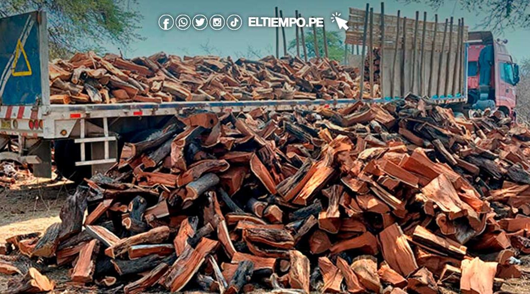 Piura: intervienen tráiler con leña de algarrobo talado ilegalmente en Chulucanas