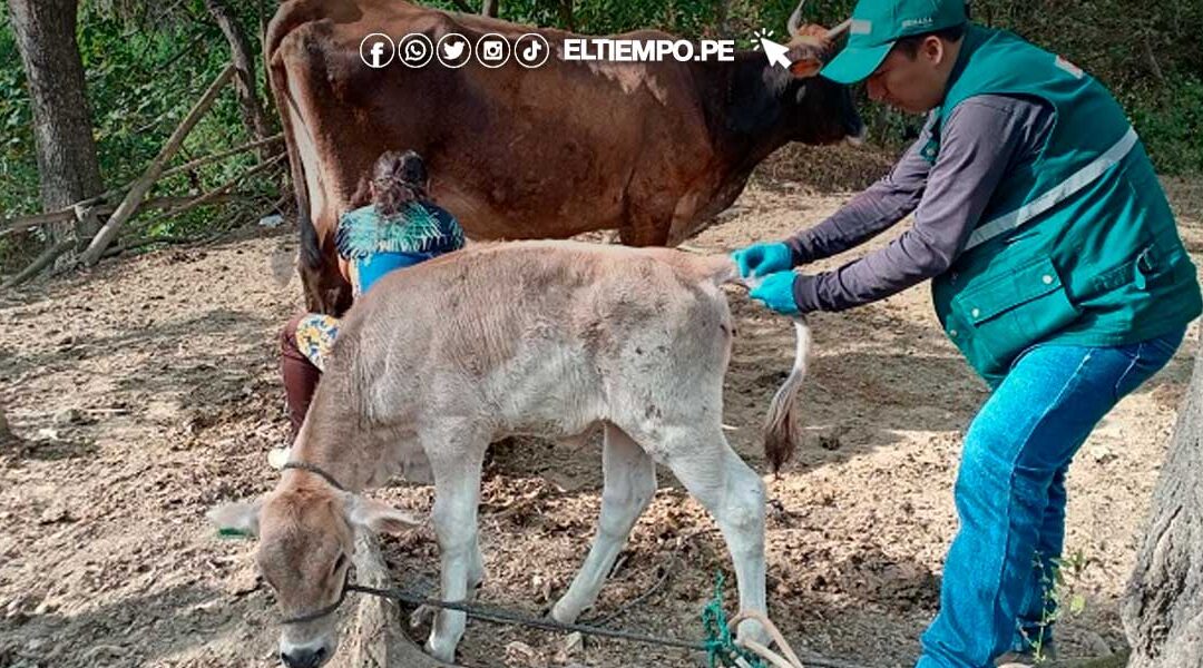 Piura: vacunan a más de 6 mil animales como prevención contra la rabia