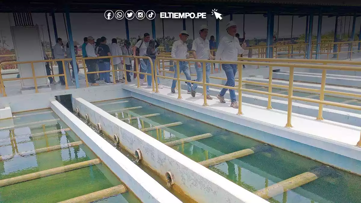 PLANTA-DE-CURUMUY-PIURA PLANTA DE CURUMUY PIURA