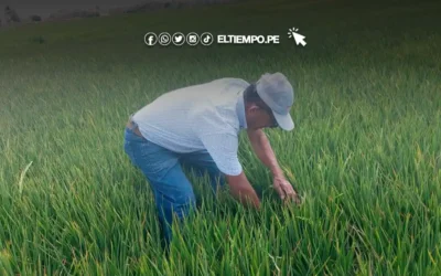 Piura: La Campaña Agrícola Grande empieza la quincena