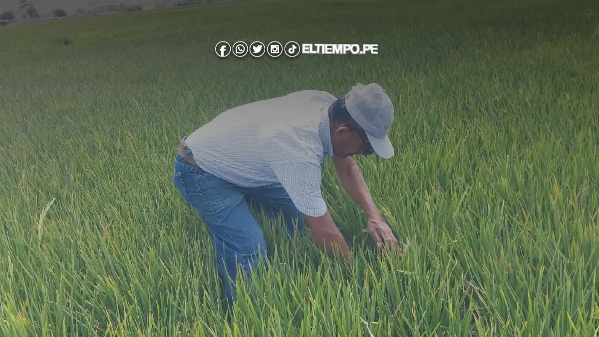 Arroceros están de fiesta Arroceros están de fiesta