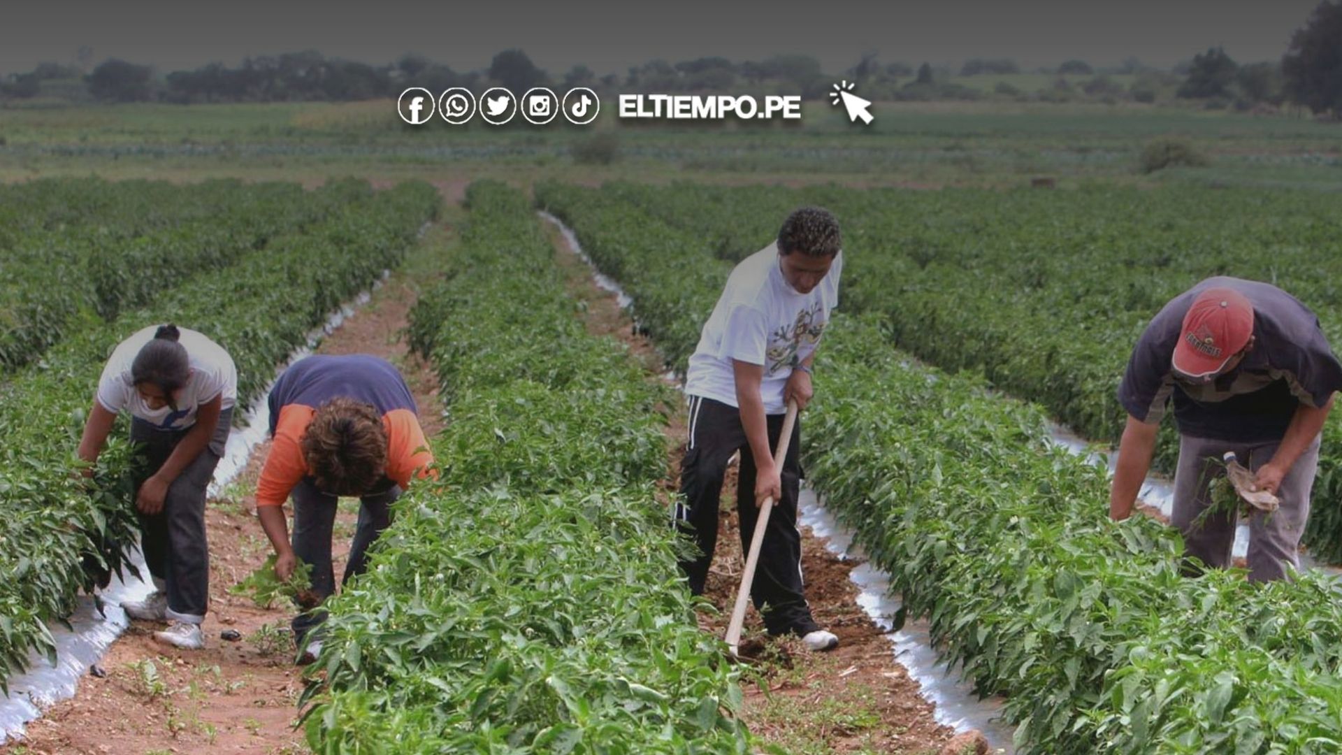 gremios agrícolas 2025