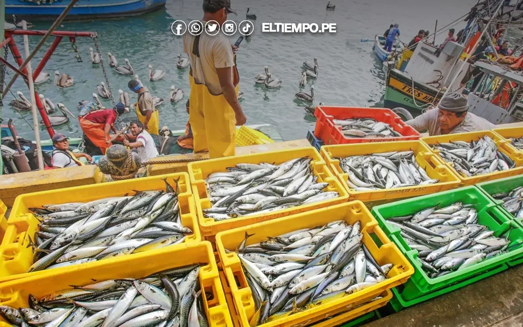 Piura: un Niño Costero traería grandes pérdidas en la pesca