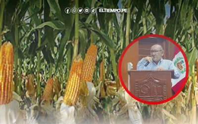 Piura: Campaña agrícola avanza en un 62%