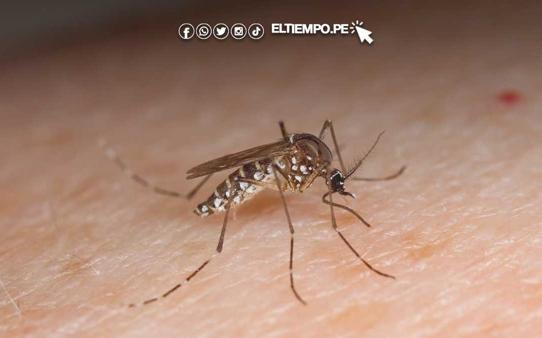 Piura mantiene cero muertes por dengue en lo que va del 2025
