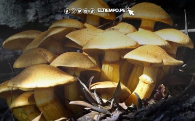 Fortalece las defensas y lucha contra la anemia: las callampas, hongos comestibles de la amazonía