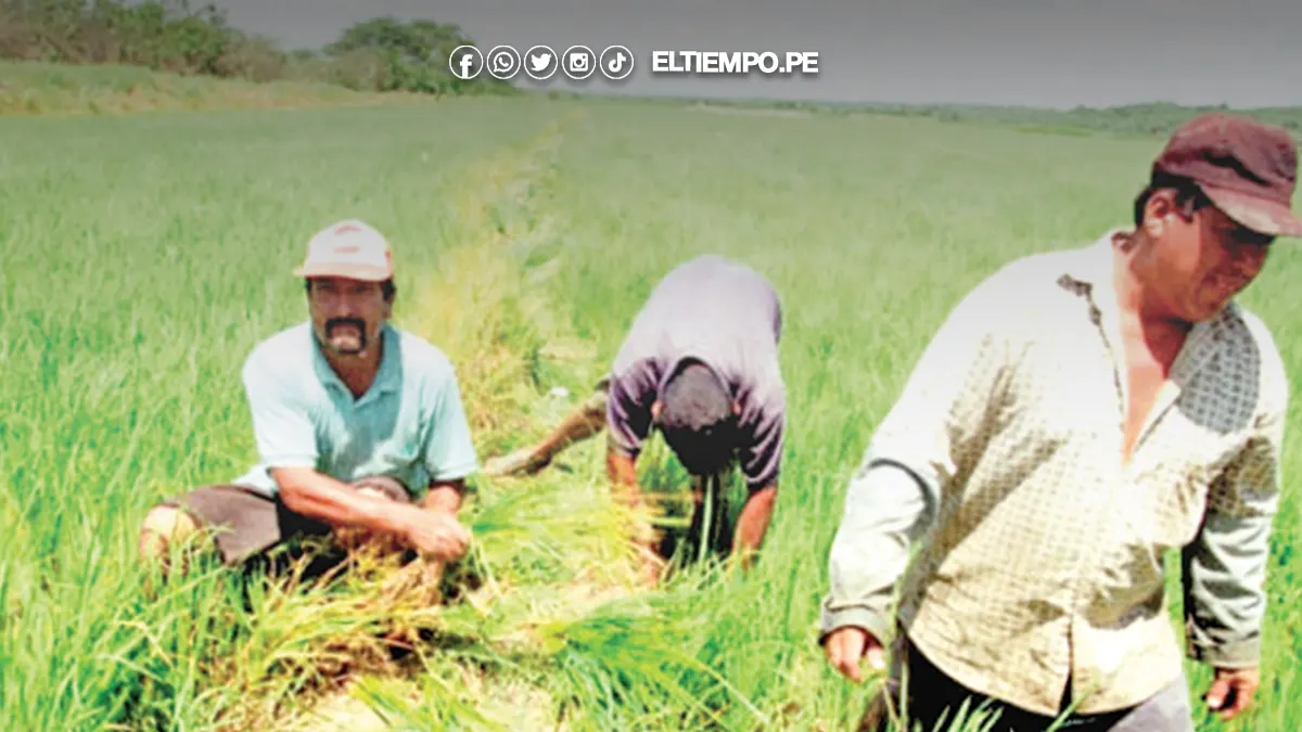 campaña agrícola Piura campaña agrícola Piura