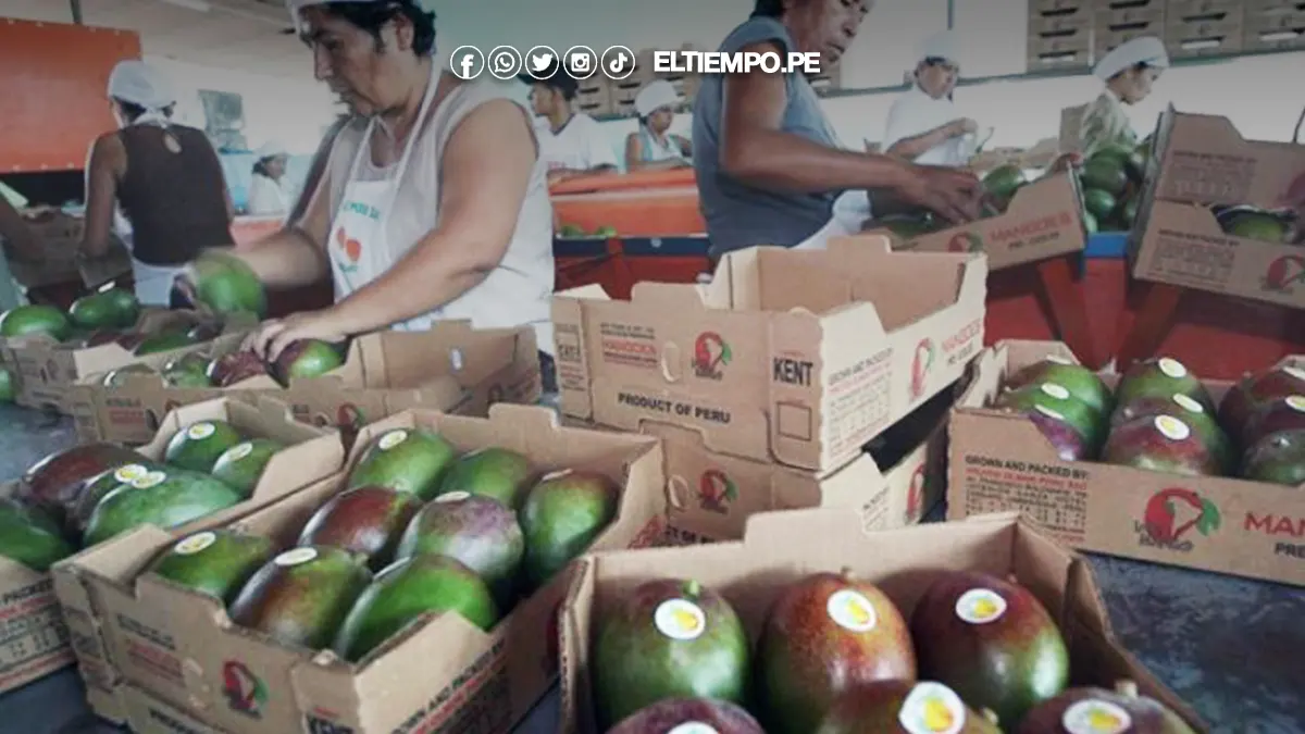 campaña de mango campaña de mango