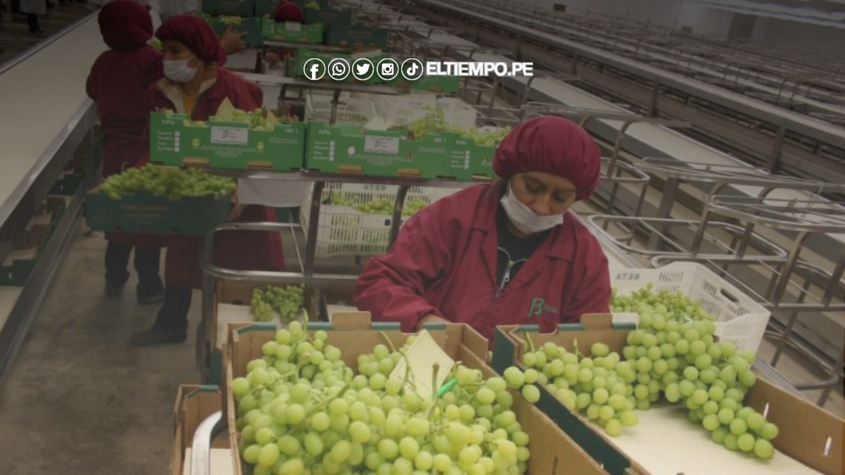 Agroexportación en Piura siente castigo de Trump Agroexportación en Piura siente castigo de Trump