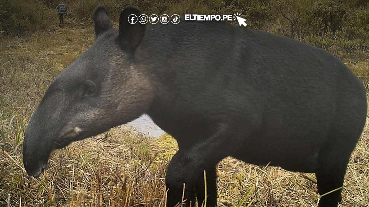 tapir-peru