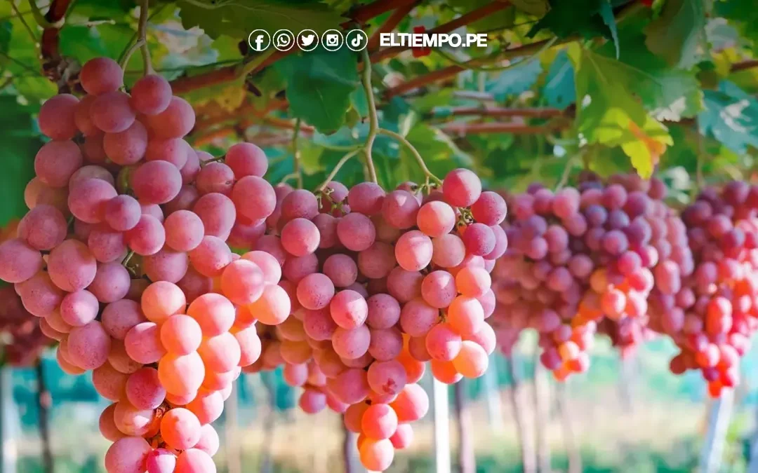 Uva y mango de Piura siguen consolidando su recuperación en la agroexportación en 2025