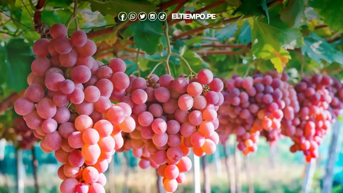 uvas piuranas uvas piuranas