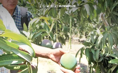 Piura: Promango advierte menor floración del mango en valle de San Lorenzo