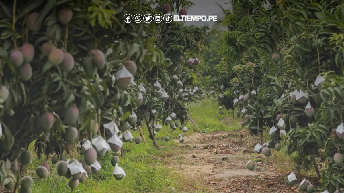 campaña agrícola en Piura