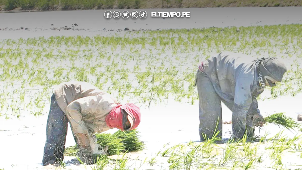 campaña de arroz en Piura campaña de arroz en Piura