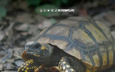 Loreto: Comunidades amazónicas impulsan proyecto colectivo para repoblar y conservar las tortugas