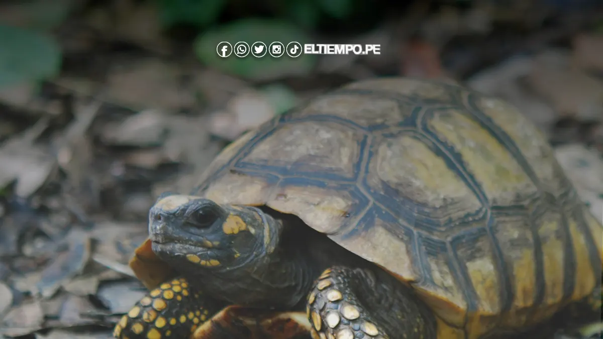 Comunidades amazónicas impulsan proyecto colectivo para repoblar y conservar las tortugas