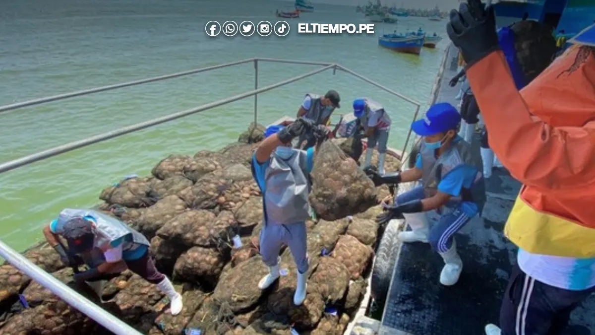 extracción de concha de abanico extracción de concha de abanico