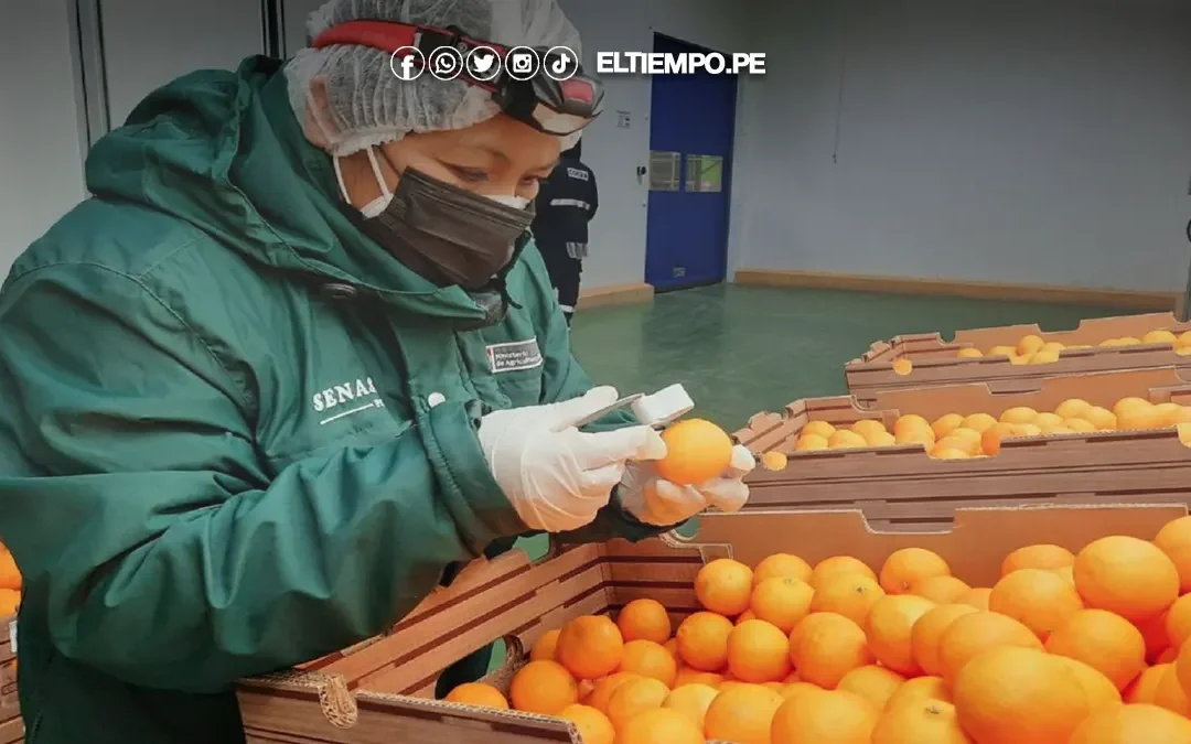 Regiones de la costa y selva lideraron exportaciones agrarias en primer cuatrimestre de 2025