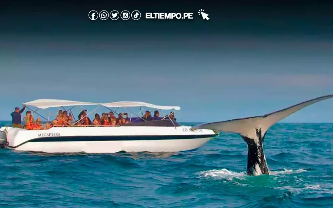 Piura se alista para la temporada de avistamiento de ballenas 2025 en Los Órganos y Máncora