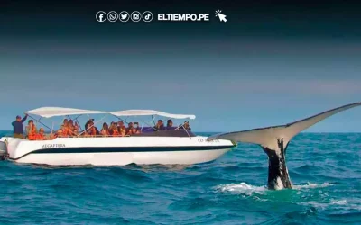 Proyectan incremento del 35% en llegada de turistas por temporada de ballenas