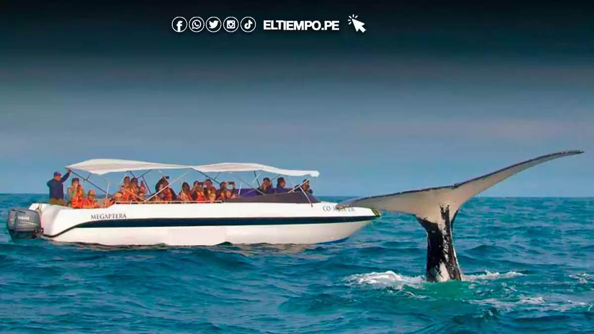 avistamiento-de-ballenas-2025