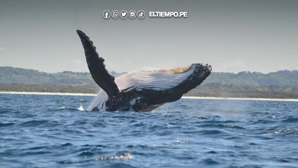 avistamiento de ballenas
