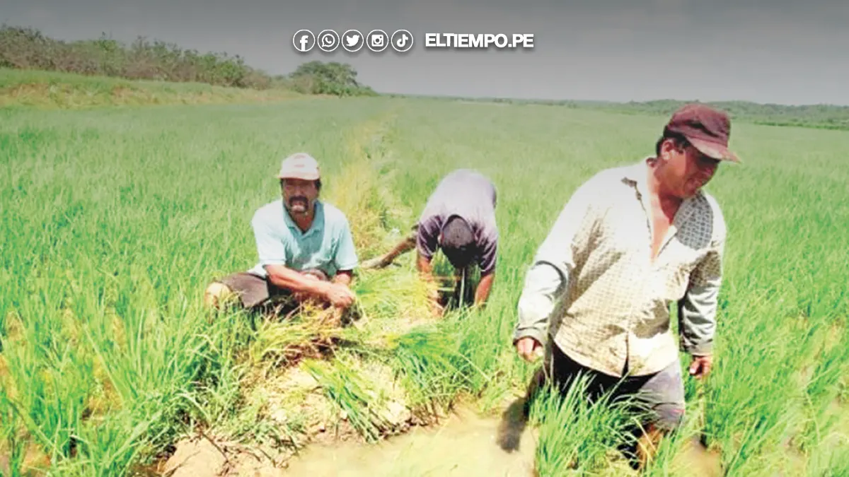 campaña de arroz en Piura 2025