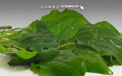 El llanten, la planta medicina para aliviar males respiratorios y cicatrizar heridas