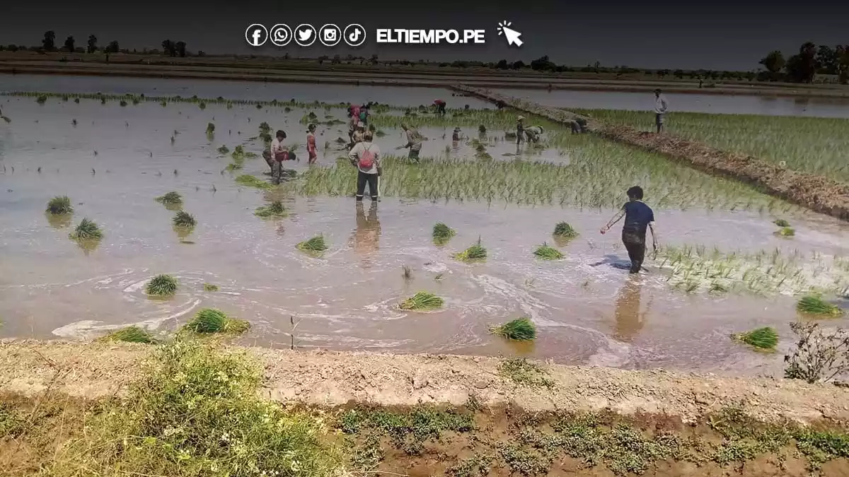 Piura-Agricultores-inician-hoy-campaña-chica-con-10-mil–hectáreas-de-arroz Piura Agricultores inician hoy campaña chica con 10 mil hectáreas de arroz