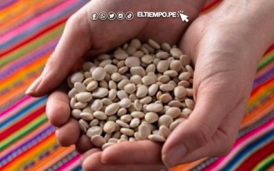 El tarwi, aliado del sistema inmune y arma contra la diabetes