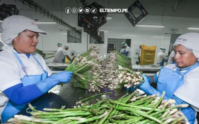 Regiones de la selva y costa lideraron agroexportaciones a mercados internacionales