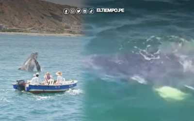 Tumbes: Turistas ya disfrutan del avistamiento de ballenas en Punta Sal