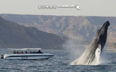 Piura proyecta recibir 30,000 turistas durante Temporada de Avistamiento de Ballenas 2025