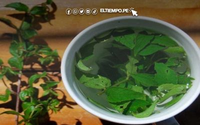 Especialistas recomiendan infusiones de plantas medicinales para combatir el frío