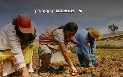Midagri Bono agrario 1000 soles 2025: Consulta todos los detalles de este subsidio