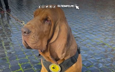 Investigan la muerte de Bruno, el perro rescatista envenenado con una salchicha llena de clavos