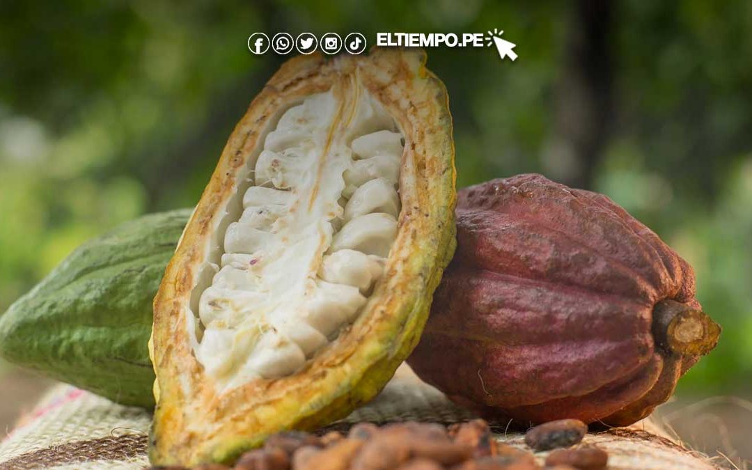 Día Mundial del Cacao: ¿Por qué el cacao criollo blanco es la joya de Piura?