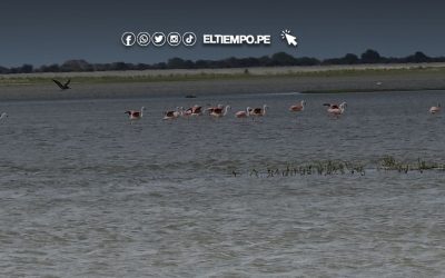 Sechura: Comercializan carne de flamenco a pesar de ser tóxica