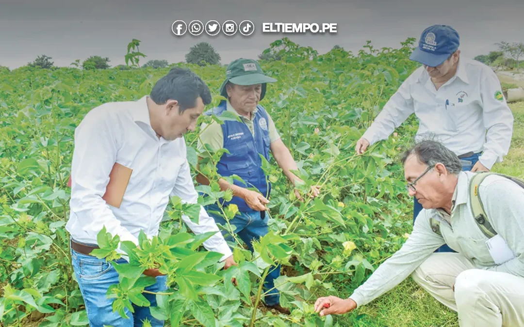 Piura: Más de 100 hectáreas de algodón están libres de plagas